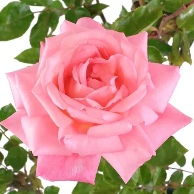 Dancing Queen (FRYfestoon) :: ������������ ��� | Чайно-гибридная роза,  Красивые цветы, Вьющиеся розы