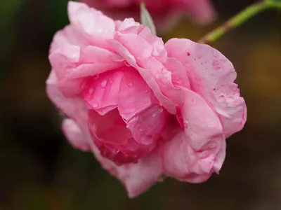 Rosa 'Fryfestoon' syn. Rosa 'Dancing Queen', Rose 'Dancing Queen'  (Climbing) in GardenTags plant encyclopedia