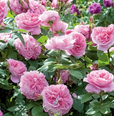 Dancing Queen (Climbing Rose) | Peter Beales Roses - the World Leaders in  Shrub, Climbing, Rambling and Standard Classic Roses
