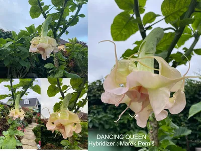 High Dry Flowers Dancing Queen | Garmentory