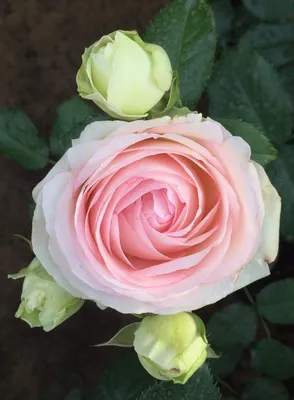 Букет Роза DANCING QUEEN (3 розы) в интернет-магазине на Ярмарке Мастеров |  Цветы, Рязань - доставка по России. Товар продан.