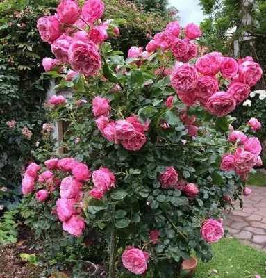 Роза парковая Delia (Делия) 890 руб. AGRO48343