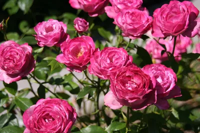 Sofa_like_rose - Первогодка Поль Бокюз и великолепная Делия! Делия  потрясающая, очень мощный куст и ароматные розы. Цветение непрерывное все  лето. #розы #розарий #мойсад #польбокюз | Facebook