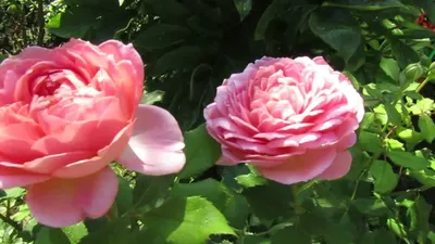 Цветение розы Делия и Келнер флора | Сад роз Людмилы Барановой | Дзен