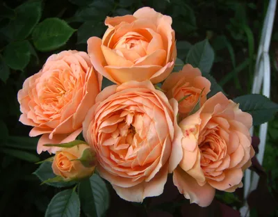 Купить розы парковые в нашем интернет магазине с доставкой.