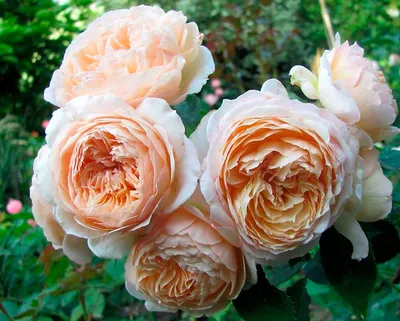Саженцы розы шраб Кельнер Флора (Kolner Flora) купить в Москве по цене от 1  800 до 3060 руб. - питомник растений Элитный Сад