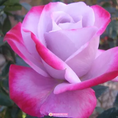 10 ароматных роз в наших розариях | Розы Сибири 💐 | Дзен