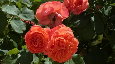 Заказать Роза розовая «Hermoza» в Томске дешево с быстрой доставкой
