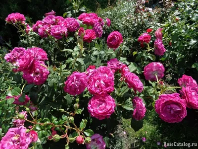Чужая роза, Делия Росси – слушать онлайн или скачать mp3 на ЛитРес
