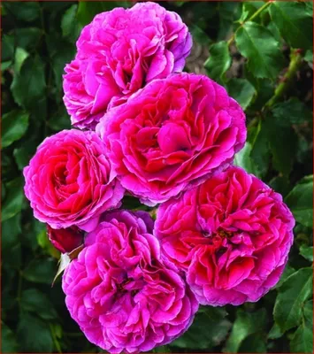 Елена Делия - Белая роза! Красивый букет из 101 розы.... | Facebook