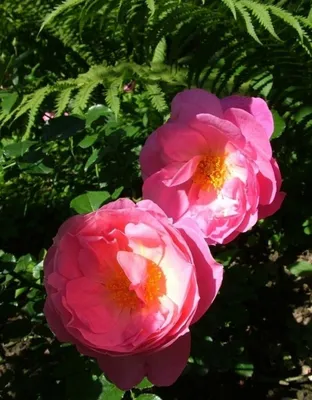 Заказать Букет 25 розовых роз «Hermoza» в Томске по низкой цене с  круглосуточной доставкой
