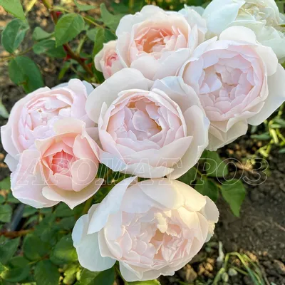 Дездемона (Desdemona) – Английские Розы - купить Аромат-роз.рф