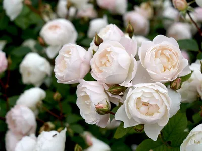Розарий «Розы Вдохновения» på Instagram: \"Дездемона, Desdemona  (Auskindling) David Austin Великобритания, 2015, Английские розы (English  Rose, Austin) Описание…