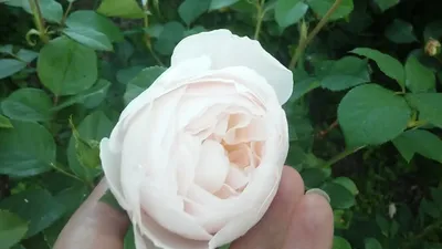 Роза английская Дездемона (Desdemona (Auskindling)) C30 - ГарденКлад