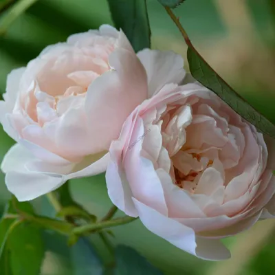 Роза Дездемона (Desdemona) – Растения 26
