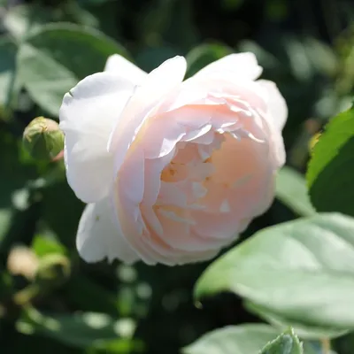 Роза английская Дездемона, Rosa (S) Desdemona, 7 л, 30-40 см