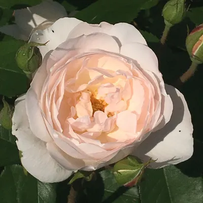 Роза английская кустовая Дездемона (Desdemona) купить выгодно ✵  Сады-Эдема.рф – интернет магазин растений для сада