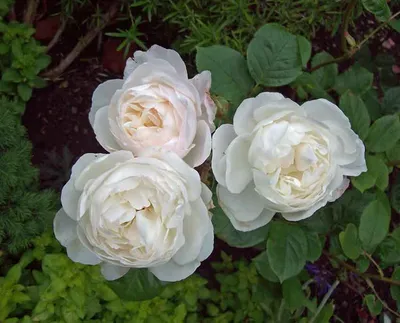 Дездемона (Desdemona) – Английские Розы - купить Аромат-роз.рф