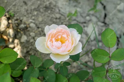 Дездемона (Desdemona) английская роза. купить розы в интернет магазине.  ярко желтые розы. купить розы в питомнике. жолто оранжевые розы. дешевые  розы почтой саженцы. янтарные розы. оранжевые розы. купить саженец москва.  абрикосовые розы.