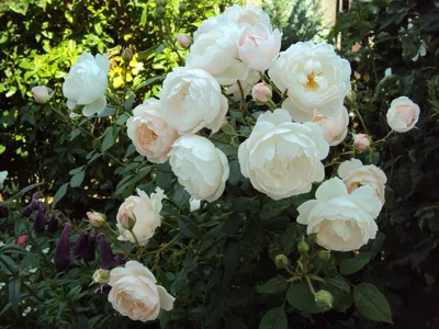 АНГЛИЙСКАЯ РОЗА DESDEMONA (ДЕЗДЕМОНА) • Розы и сад