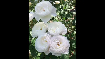 Роза Дездемона Rosa park Desdemona (Дэвид Остин David Austin Rose) -  KrapivaShop