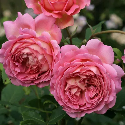 Роза английская кустовая Дездемона (Desdemona) купить выгодно ✵  Сады-Эдема.рф – интернет магазин растений для сада