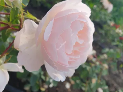 Саженцы розы дездемона купить в Москве по цене от 2000 рублей