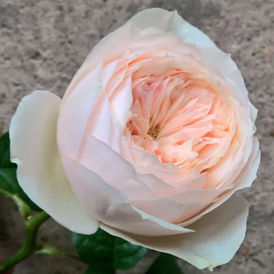 Роза парковая Дездемона (Desdemona) – Коммуна Флора