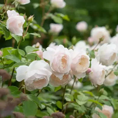 Роза английская 'Личфилд Энджел' - купить саженцы в Тюмени в садовом центре  \"Астра\" с доставкой по всей России