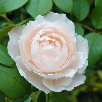 Английские розы. Desdemona / Дездемона | Roses' Name