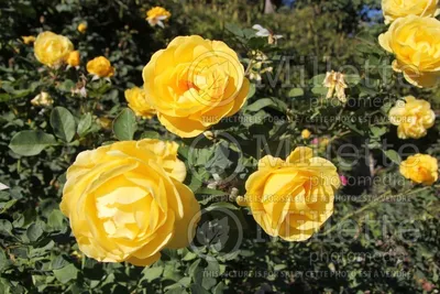 Photo of Rosa Sol Desire (Floribunda Rose)