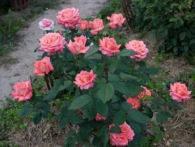 Чайно-гибридная роза Дезире: фото и описание, отзывы
