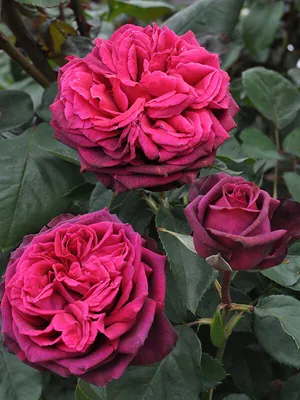 Parfuma® Dark Desire™ — Kordes® Roses