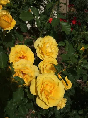 Treloar Roses - DARK DESIRE – An exquisite rose that displays a specutrum  of colours from almost black as the buds first appear, to a unique violet  red as they open and