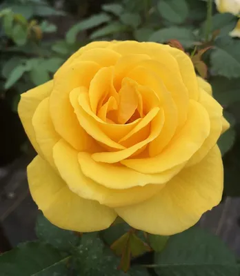 My Landscape: Sol Desire™ | Certified Roses® | Our Plant Collection | J.  Berry Nursery