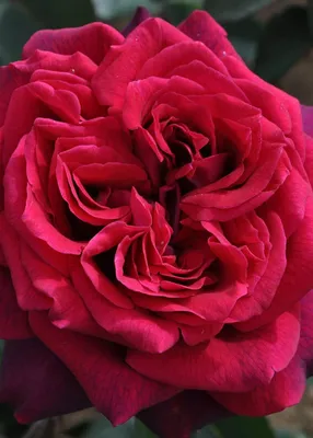 Buy Sol Desire Online | Chamblee's Rose Nursery