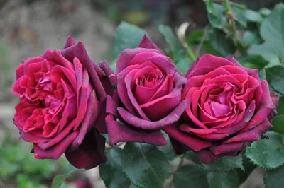 Роза Дезире чайно-гибридная: описание сорта, фото, отзывы