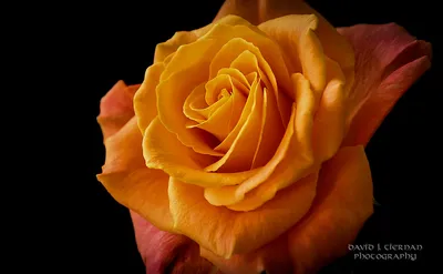 Hot Desire - Spray Rose - Esmeralda Farms Wholesale Flowers