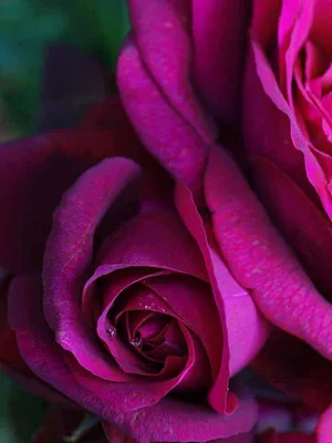 Love, desire, passion. Rose flower in female hand in red dress on dark  background. Valentine present, gift, surprise. Valentines day, birthday,  holiday celebration Stock Photo - Alamy