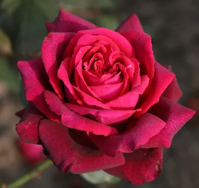 Valentine's highlight — The New Millennial Rose Garden