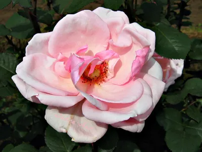 Joy of Life! | Light pink Rose denotes joy of life, desire, … | Flickr