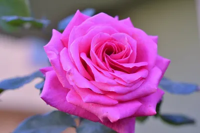 Rose Desire Pink - Free photo on Pixabay - Pixabay