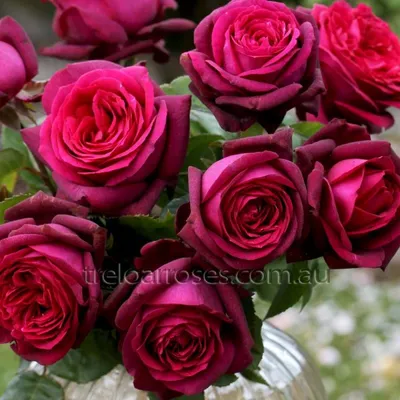 Dark Desire | Hybrid tea roses, Tea roses, Rose