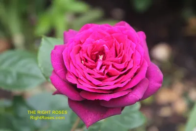 Rosa 'KORdiagraf' Dark Desire - Grandiflora rose cultivar | Smithsonian  Gardens