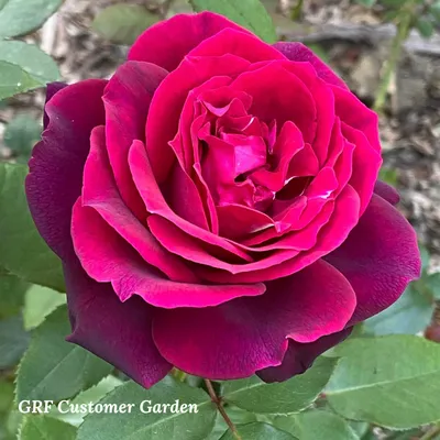 Buy Wholesale Heart's Desire Garden Rose in Bulk - FiftyFlowers