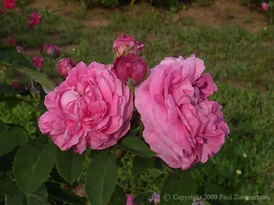 Parfuma® Dark Desire™ – Grace Rose Farm (Rose Bushes)