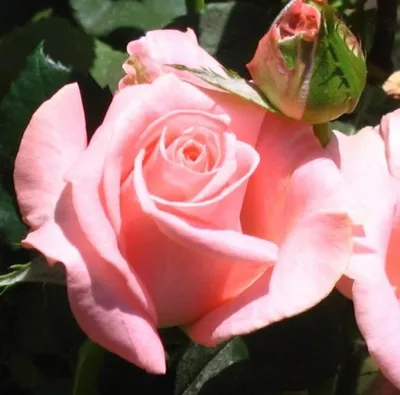 Саженцы розы дезире купить в Москве по цене от 690 рублей