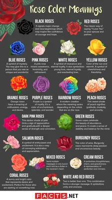 Orange Rose Flower Language Means Desire Stock Photo 1500733220 |  Shutterstock