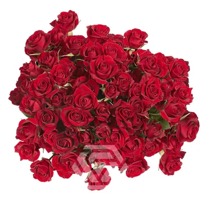 Celebration of Roses, January 7: Dark Desire (KORdiagraf) – Hedgerow Rose®