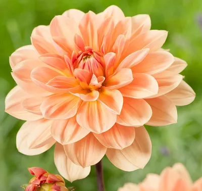 Single Orange Rose for Enduring Passion, Enthusiasm and Desire Stock Photo  - Image of basket, holistic: 168451244
